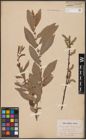 Foto von Salix aurita L. x Salix cinerea L.